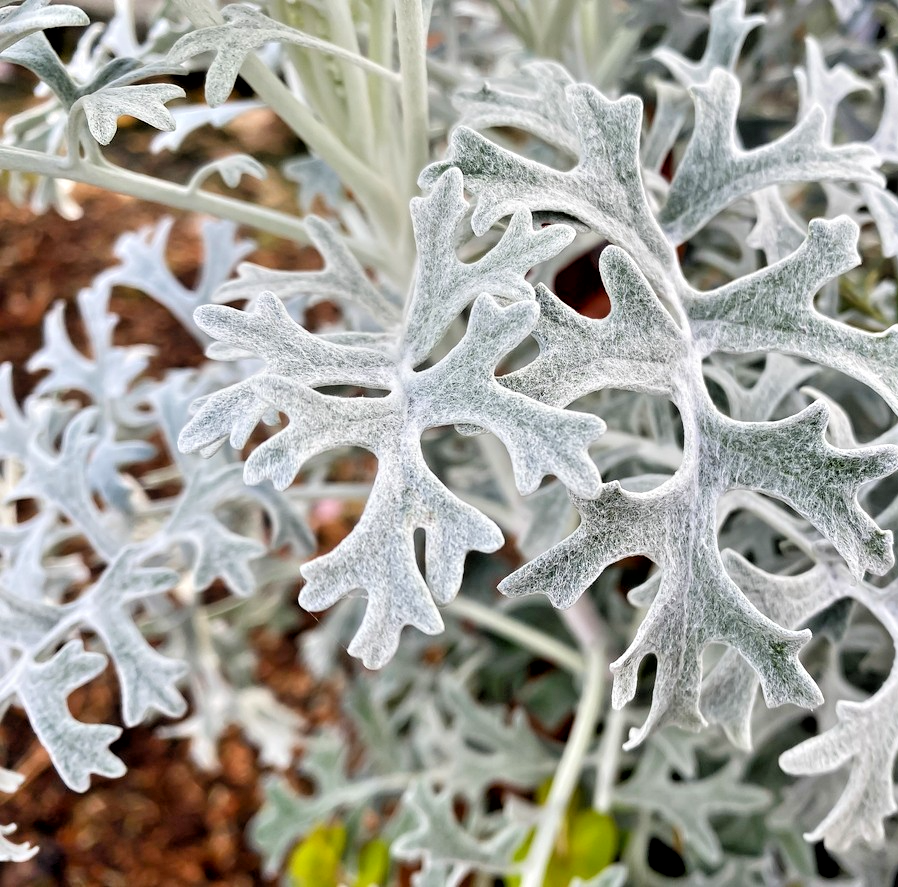 400x Dusty Miller Silver Dust Seeds – Cineraria Maritima – Hardy Perennial Plant