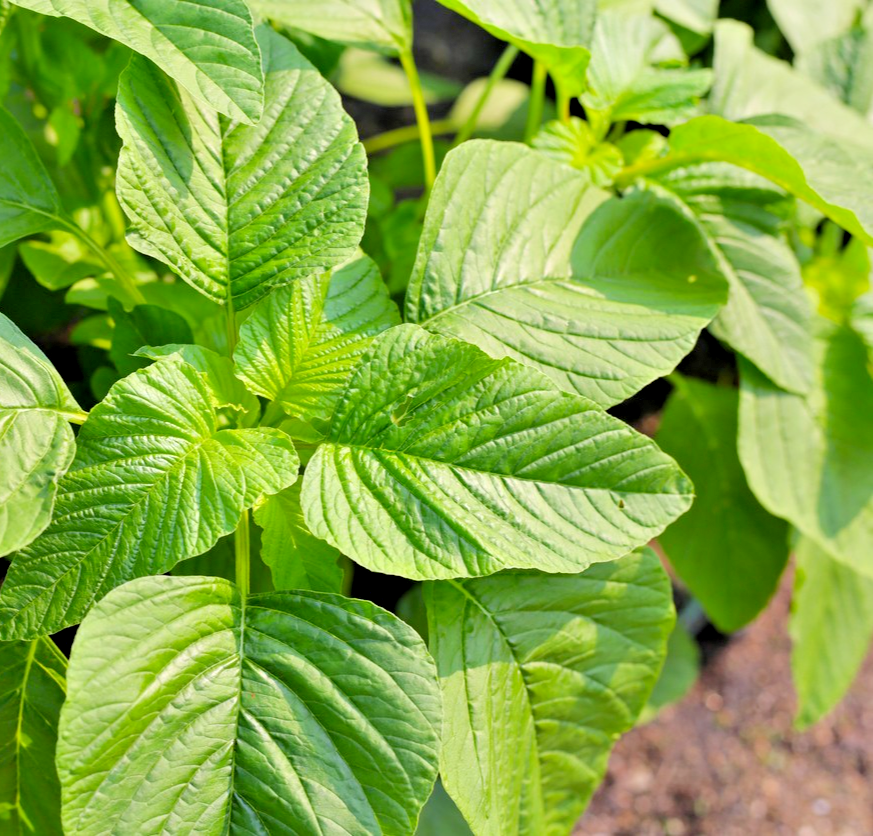 1600x Amaranth Green Giant Seeds – Ideal for Garden Salads & Microgreens