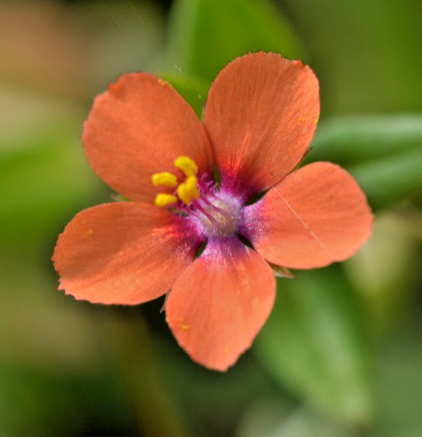 1200x Wild Scarlet Pimpernel Seeds – Native British Wildflower - Natural Gardens