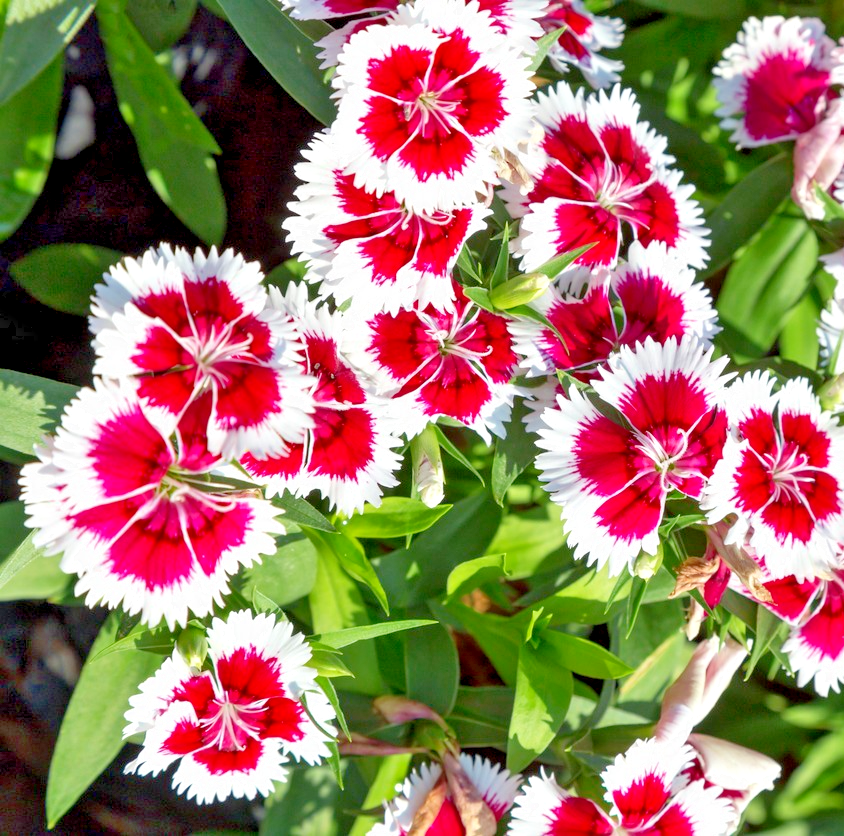 1200x Sweet William Holborn Glory Seeds – Hardy Biennial with Single Blooms