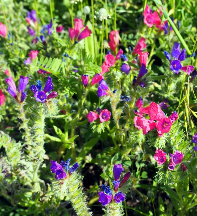260x Echium Plantagineum Blueweed Dwarf Hybrid Flower Seeds - Annual Bushy Plant