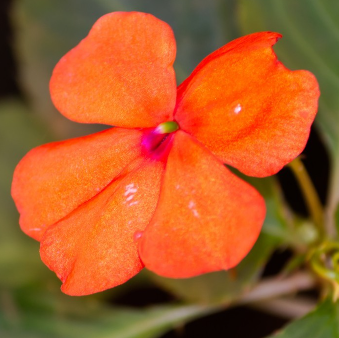 50x Orange Busy Lizzie Seeds – Gorgeous Impatiens For Borders & Pots