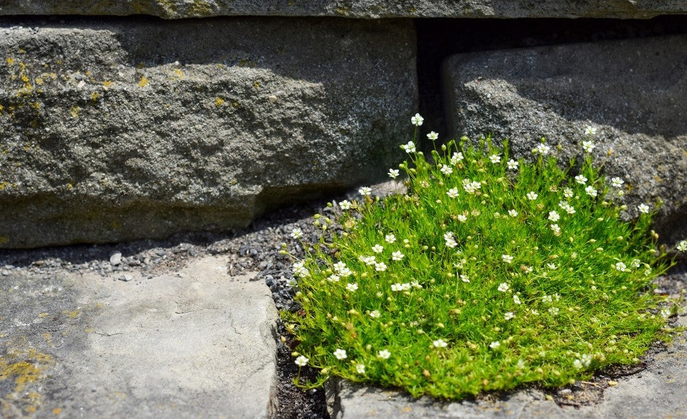 1100x Irish Moss Seeds – Sagina Subulata - Soft Dense Perennial Lawn Cover