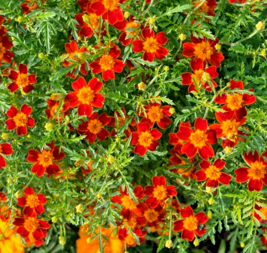500x Red Gem Signet Marigold – Tagetes Tenuifolia – Annual Flower