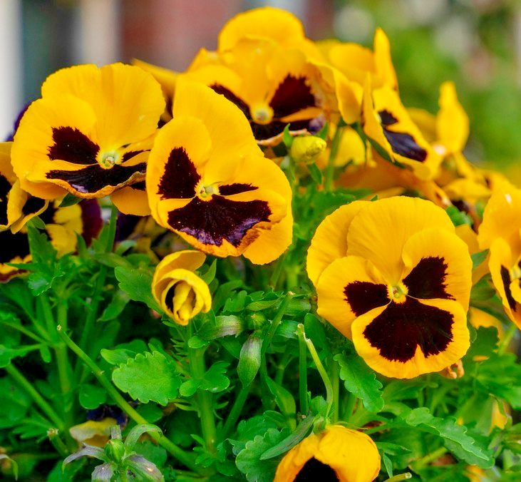 310x Rhinegold Pansy Swiss Giant Seeds -Yellow Blooms With Central Blotch- Viola