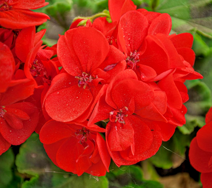 10x Red Geranium Horizon F1 Hybrid Flower Seeds - Perfect For Stunning Blooms