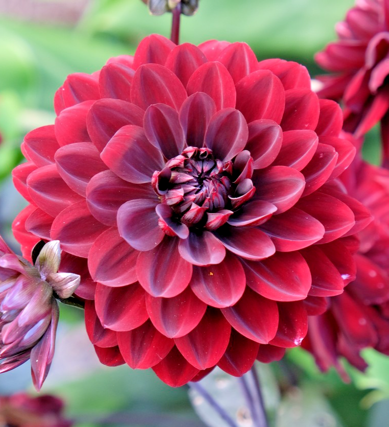 70x Dahlia Dwarf Bloody Mary Seeds – Dark Red Dahlia Pinnata - Annual Flower