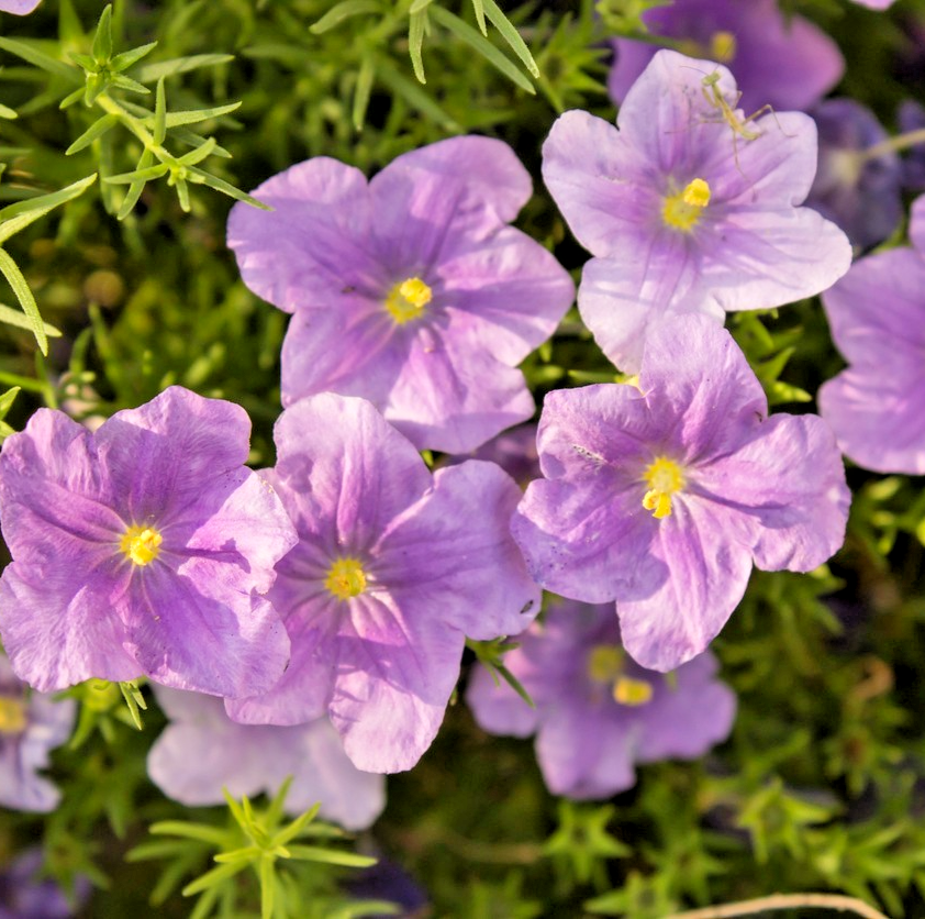 600x Nierembergia Hippomanica Purple Robe Seeds – Perfect For Hanging Displays
