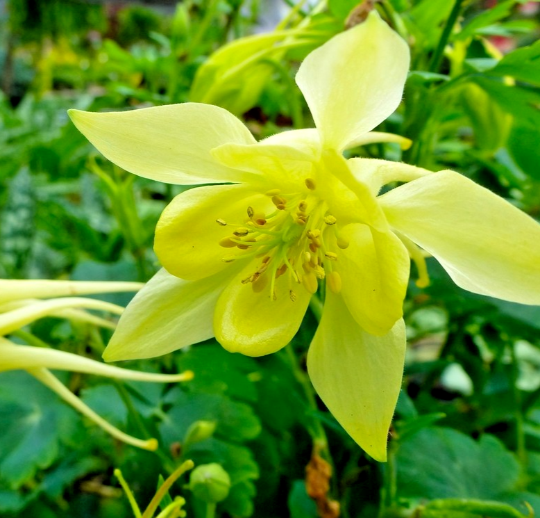 220x Golden Columbine Seeds (Aquilegia chrysantha) – Rare Yellow Hybrid – Hardy