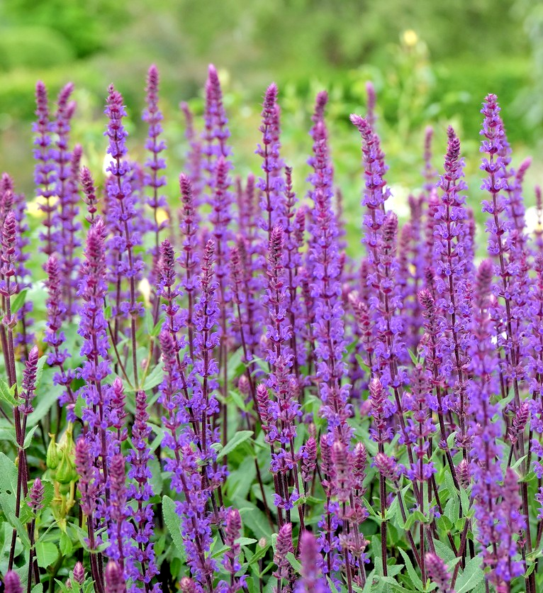300x West-Friesland Salvia Woodland Sage - For Pollinator Gardens - Perennial