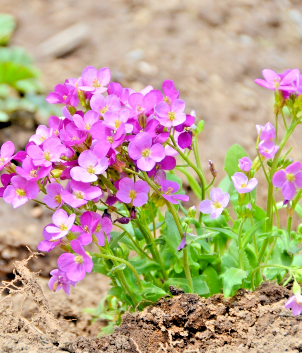 Arabis Alpina Rosea Pink – 1500x Rock Cress Seeds – Stunning Perennial
