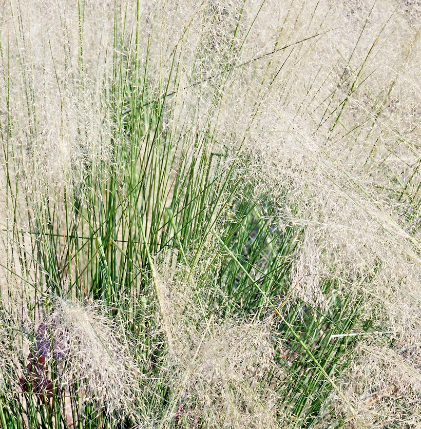 1500x Cloud Grass Agrostis Nebulosa Seeds – Ornamental Flower For Bouquets