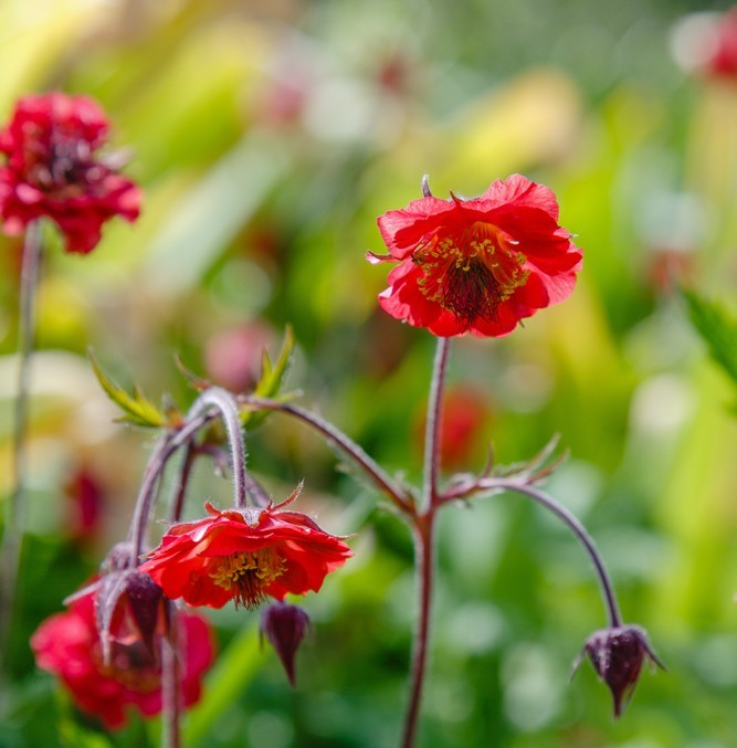 350x Geum Mrs J Bradshaw’ Seeds – Vibrant Scarlet Perennial – Easy to Grow