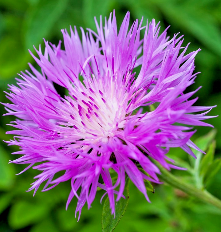 300x Sweet Sultan Cornflower Mix – Centaurea Imperialis - Easy To Grow - Annual