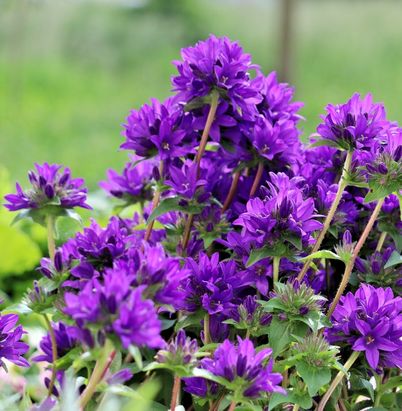 2000x Campanula Glomerata Cluster Bellflower Seeds Hardy Dahurica Superba Odessa