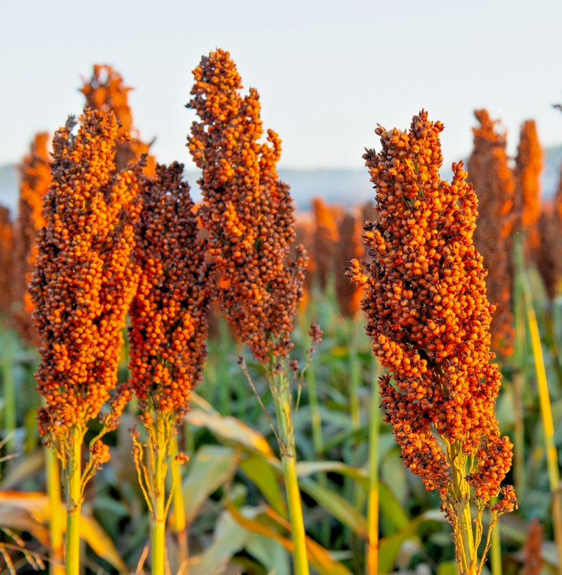 120x Black Millet Sorghum Nigrum Seeds - Harvest Green or Brown - Hardy Annual