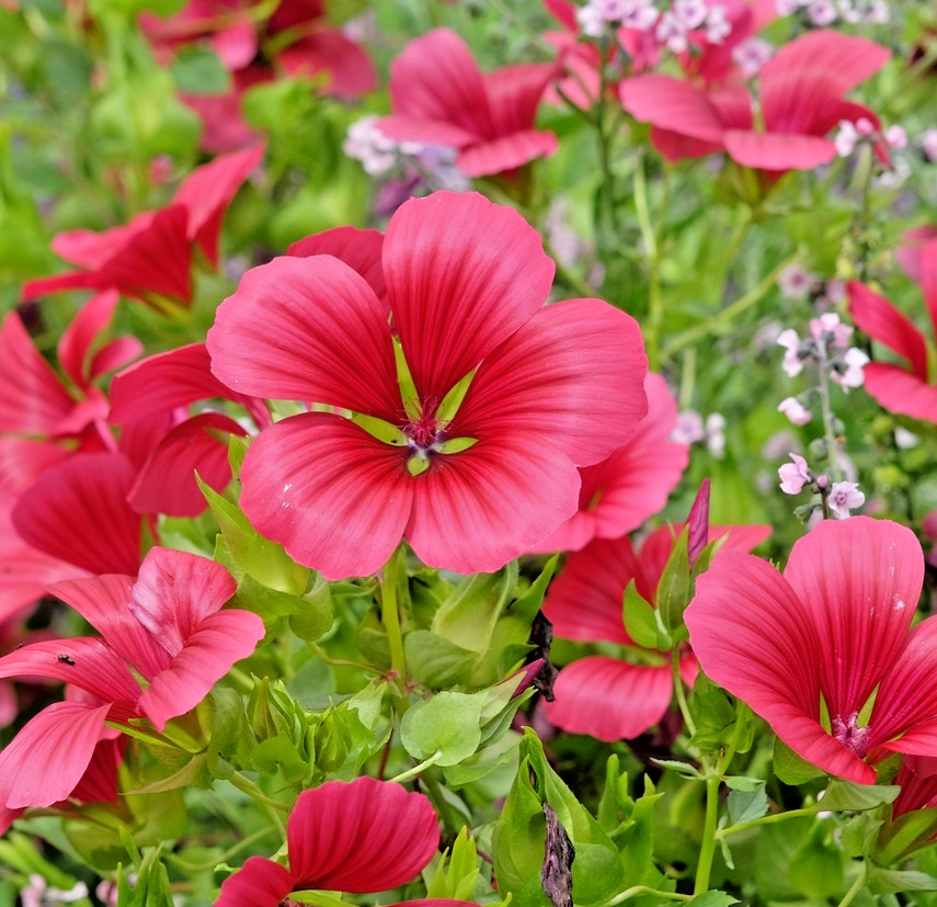 300x Mallow Malope Trifida Mix Seeds – Vibrant, Large Annual Blooms