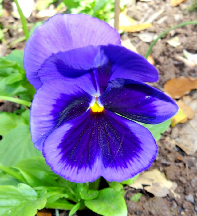 250x Pansy Swiss Giant Lord Beaconsfield Seeds – Viola Wittrockiana – Annuals