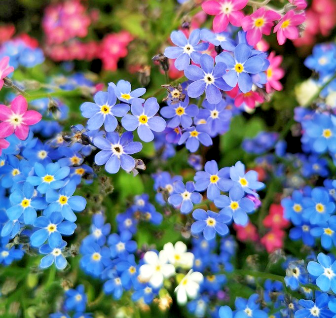 1300x Alpine Forget Me Not Mix Seeds – Myosotis Alpestris – Hardy Perennial