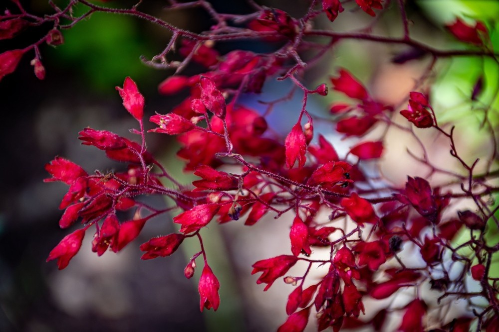 3500x Red Coral Bells Seeds – Heuchera sanguinea – Hardy Perennial Flower