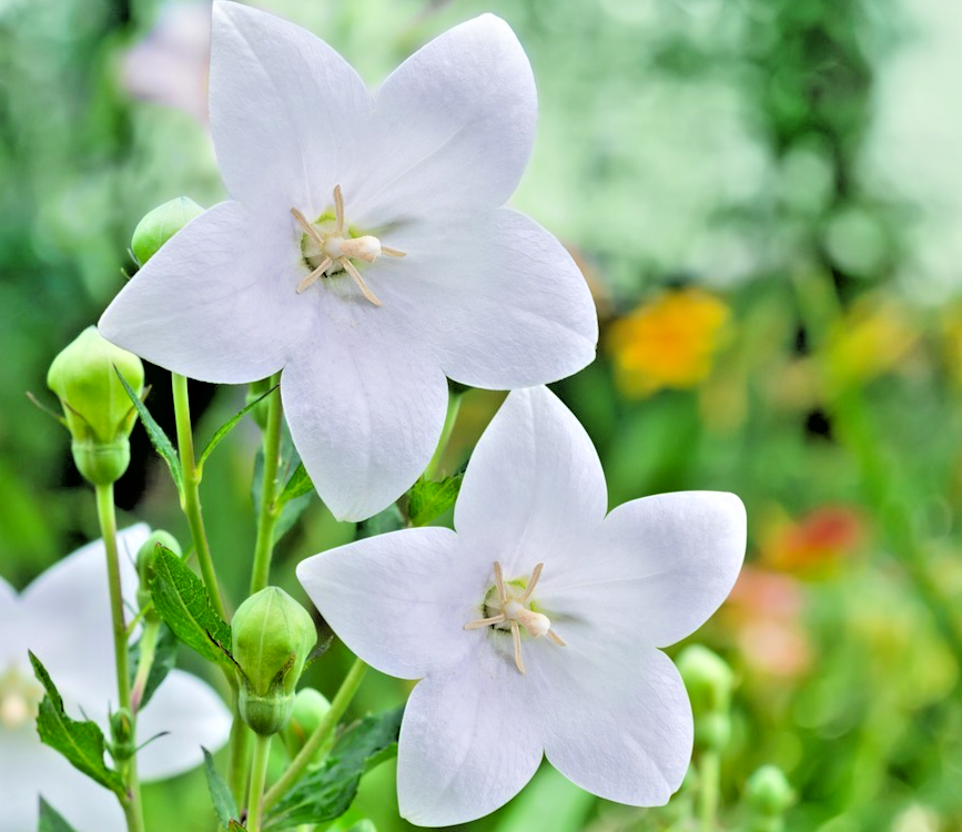 200x Balloon Astra White Platycodon Grandiflorus Seeds - Perennial