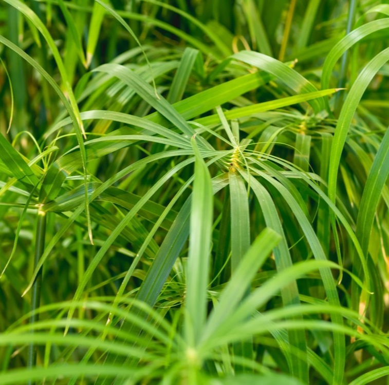 300x Umbrella Plant Seeds (Cyperus Alternifolius Nanum) - Dwarf Tropical Plant