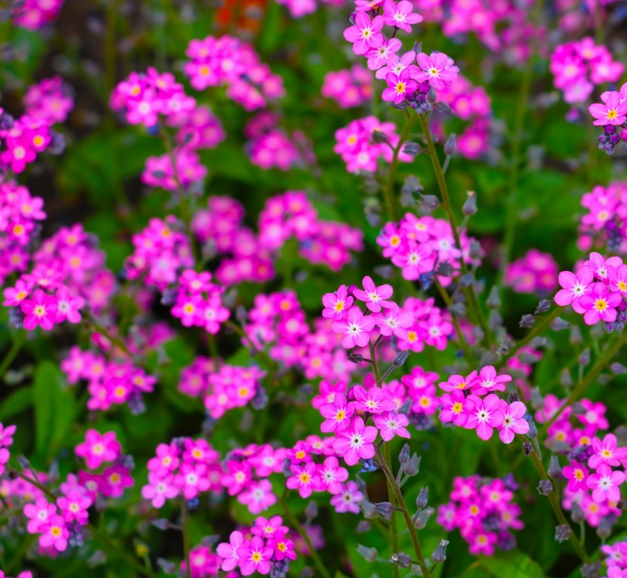 250x Mystic Pink Chinese Forget Me Not Seeds – Cynoglossum Amabile – Annual