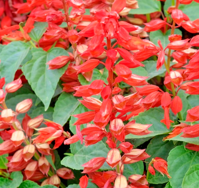 50x Salvia Splendens Scarlet Orange Sage Seeds - Annual - Bicolour Blooms
