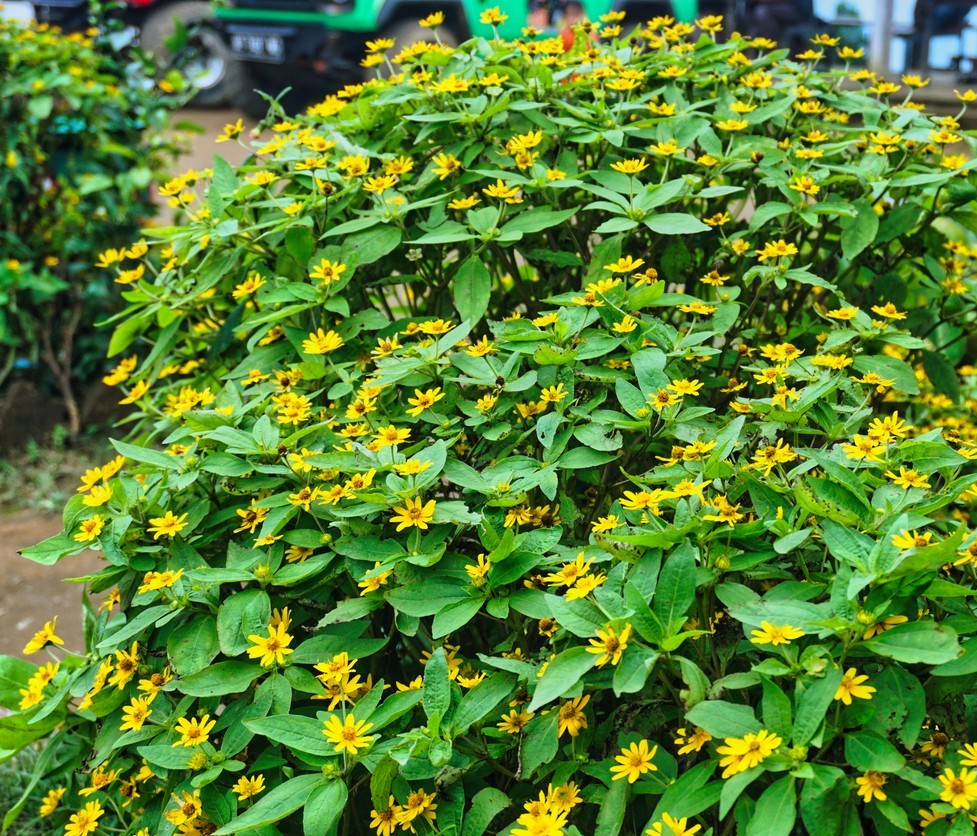 40x Melampodium Paludosum Melanie Compact Butter Daisy Seeds – Summer Bloom