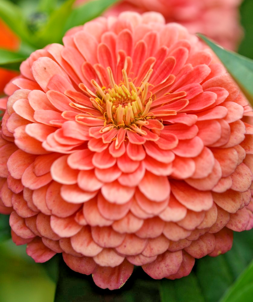 150x Zinnia Salmon Queen Seeds – Elegant Large Cut Flower - Annual