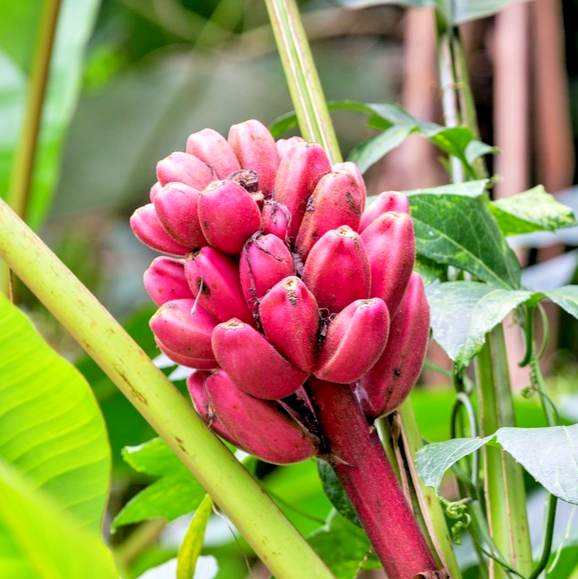 15x Pink Banana Seeds – Musa Velutina – Rare, Exotic & Easy to Grow