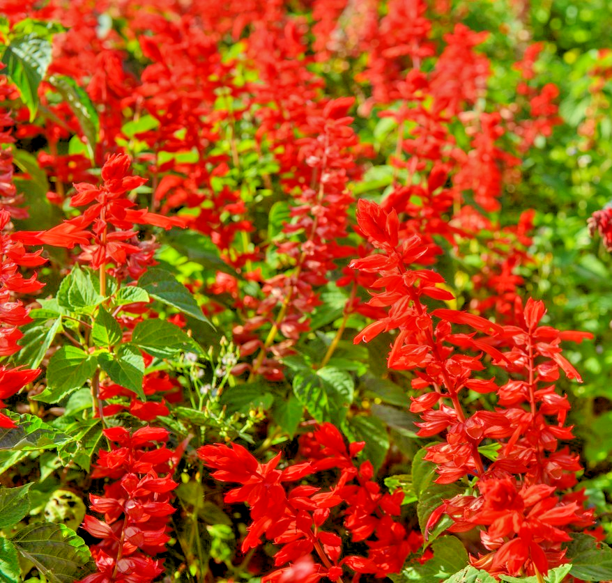 100x Dwarf Scarlet Sage Salvia Splendens Piccolo Seeds – Red Compact Flower