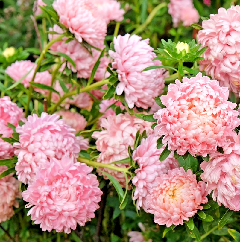 200x Paeony Aster Seeds – Pink Peony Blooms – Hardy & Drought-Resistant