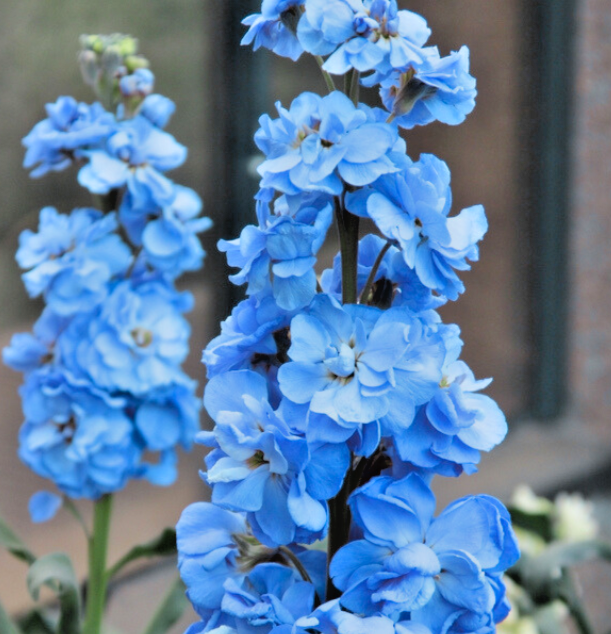 150x Matthiola Stock Ten Week Light Blue Seeds - Tall Flower - Scented Annual