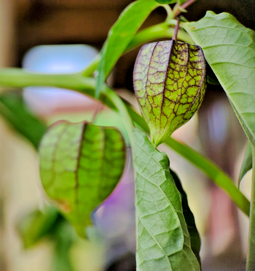 150x Tomatillo Purple Physalis ixocarpa Seeds – Vibrant Purple Colourful Plant