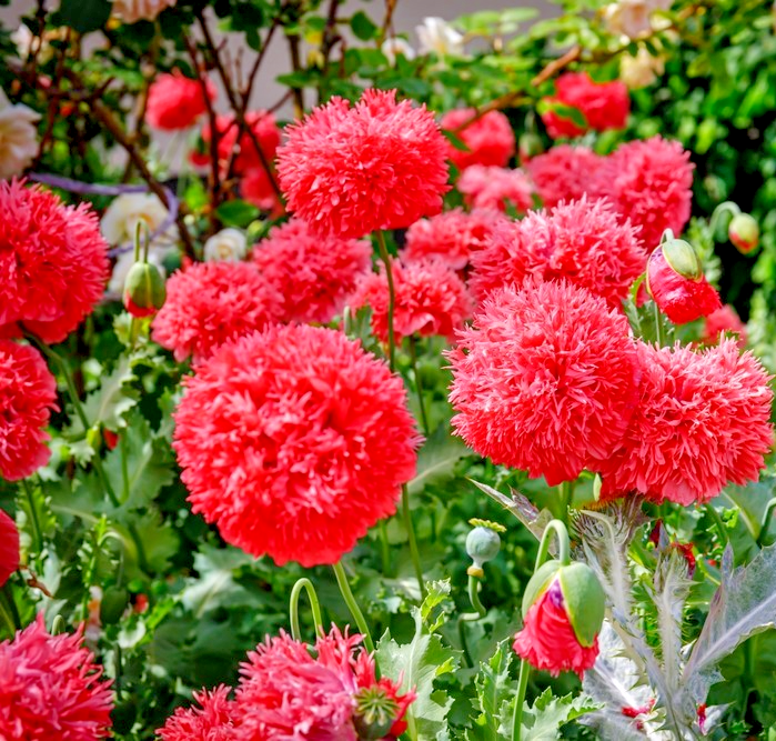 2,200x Poppy Red Peony Seeds – Papaver Paeoniflorum - Annual Blooming Flowers