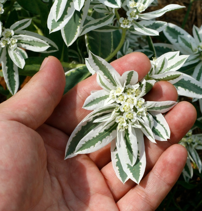 50x Euphorbia Marginata Snow On The Mountain Seeds -Eye Catching Annual