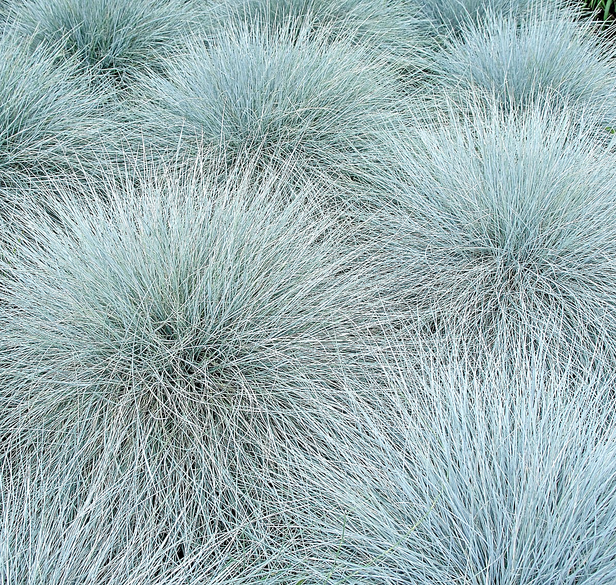 Blue Fescue Ornamental Grass – 350x Seeds - Festuca glauca - Perennial Flower