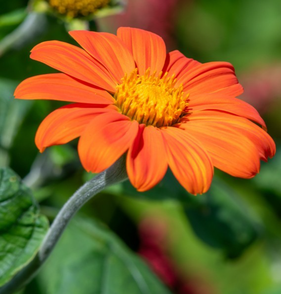 100x Tithonia Goldfinger Mexican Sunflower Seeds – Vibrant & Easy To Grow