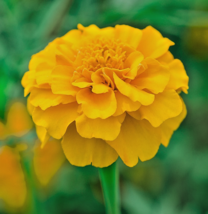 Yellow French Marigold - 150x Seeds – Bright Edible Blooms - Annual