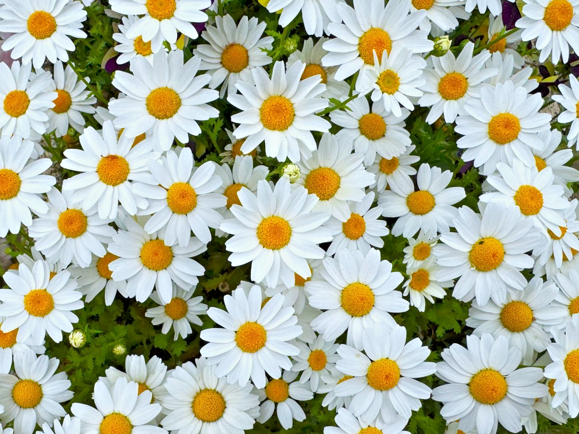 1200x Chrysanthemum Paludosum Snowland Daisy Seeds- Perfect For Borders - Annual