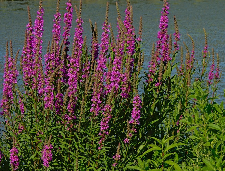 25,000x Loosestrife Rosy Gem Seeds – Lythrum Salicaria – Perennial Pink Blooms