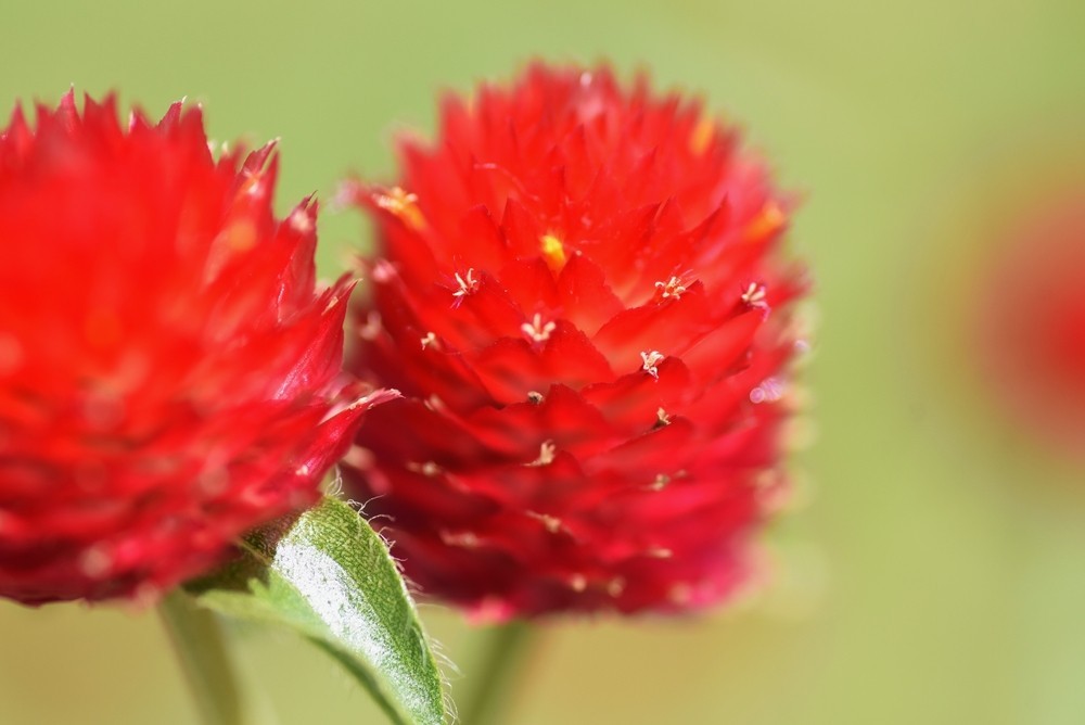 150x Globe Amaranth Strawberry Fields Red Seeds – Gomphrena Haageana – Annual