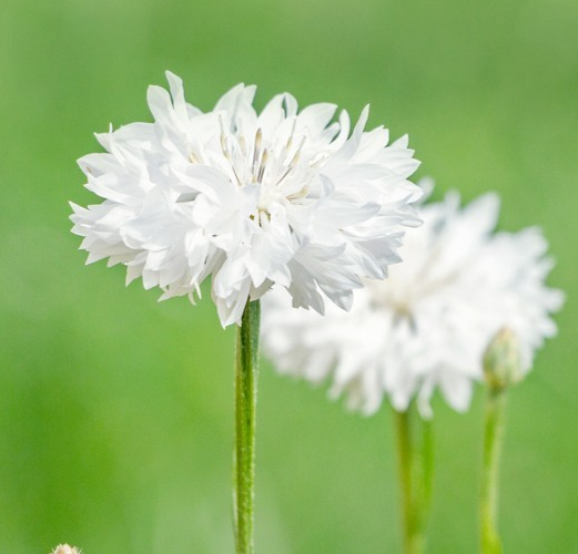 600x White Cornflower Centaurea Cyanus Seeds – Easy To Grow