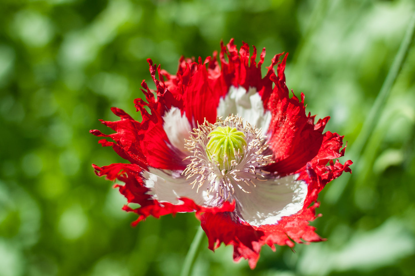 Huge Poppy Danish Flag - 2600x Seeds - Papaver Somnifer - Annual Flower