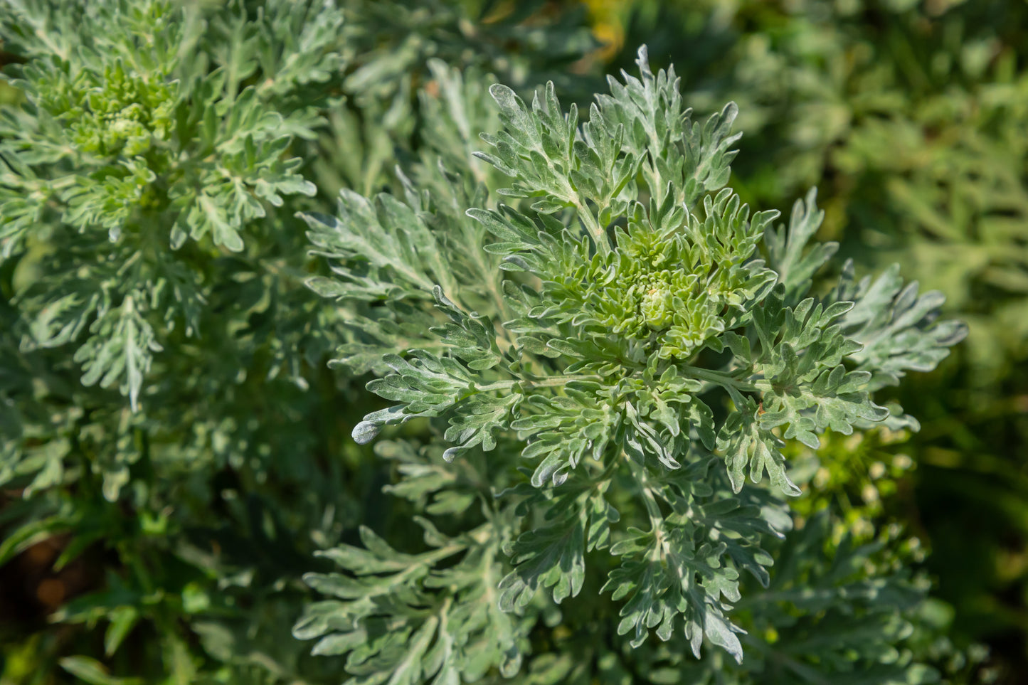 Wormwood Artemisia Absinthium 6000x seeds - Herb