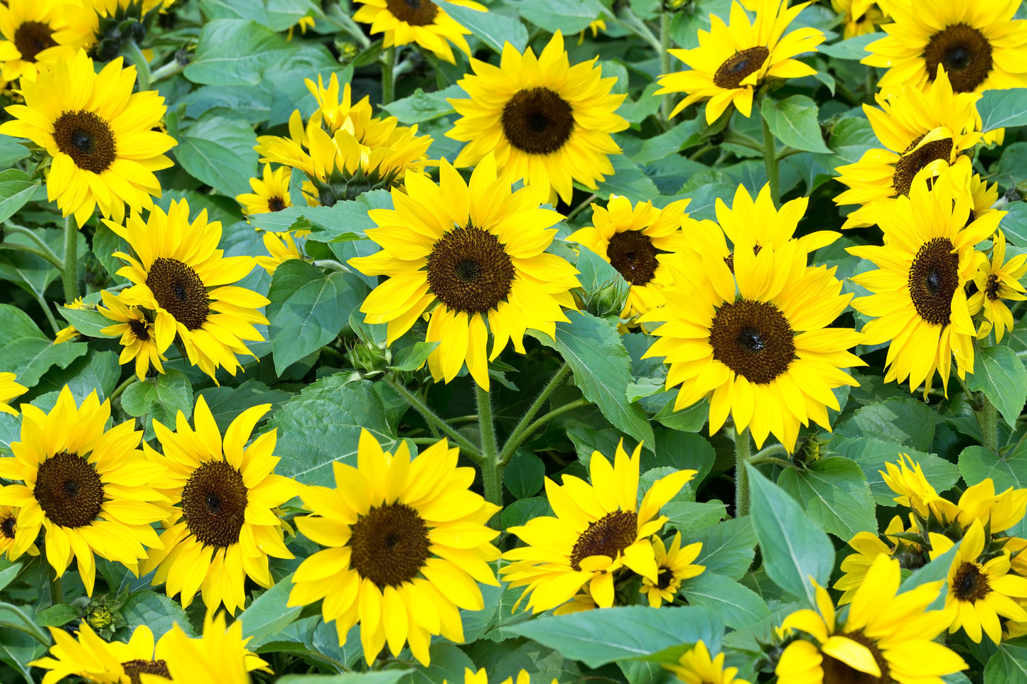 Pygmy Sunflower Dwarf 20 Inch Tall Seeds - 30x Seeds - Flower