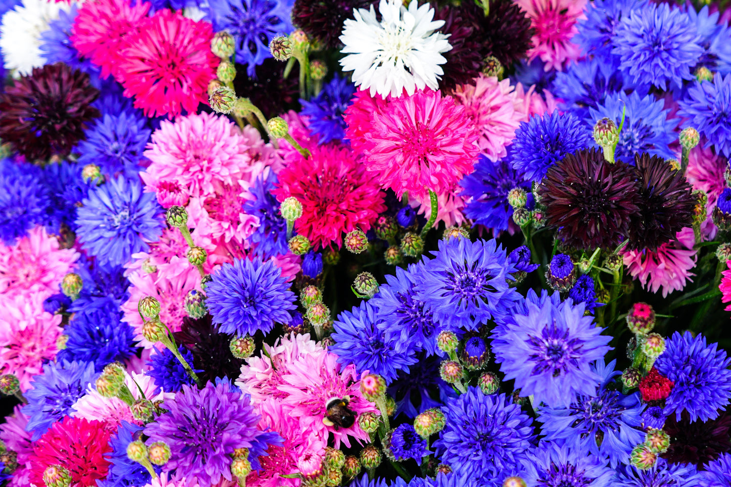 200x Dwarf Cornflower Double Polka Dot Mix Seeds - Centaurea Cyanus - Flower