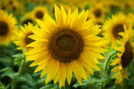 Giant Titan Sunflower 12 To 14 Feet Tall - 35x Seeds - Flower