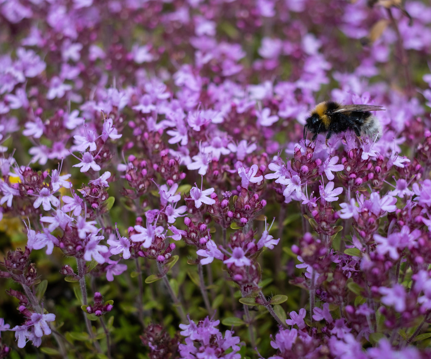 Herb Thyme - Purple Creeping - 900 Seeds - Premium Finest Seeds